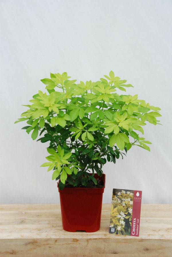 Les Choisyas – Orangers du Mexique 9 - Roué Pépinières CHOISYA sundance C3L pot deco rougebd