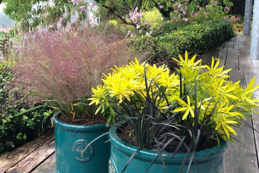 CHOISYA-Gold-Star-OPHIOPOGON-Black-Beard-et-ERAGROSTIS-IMFG