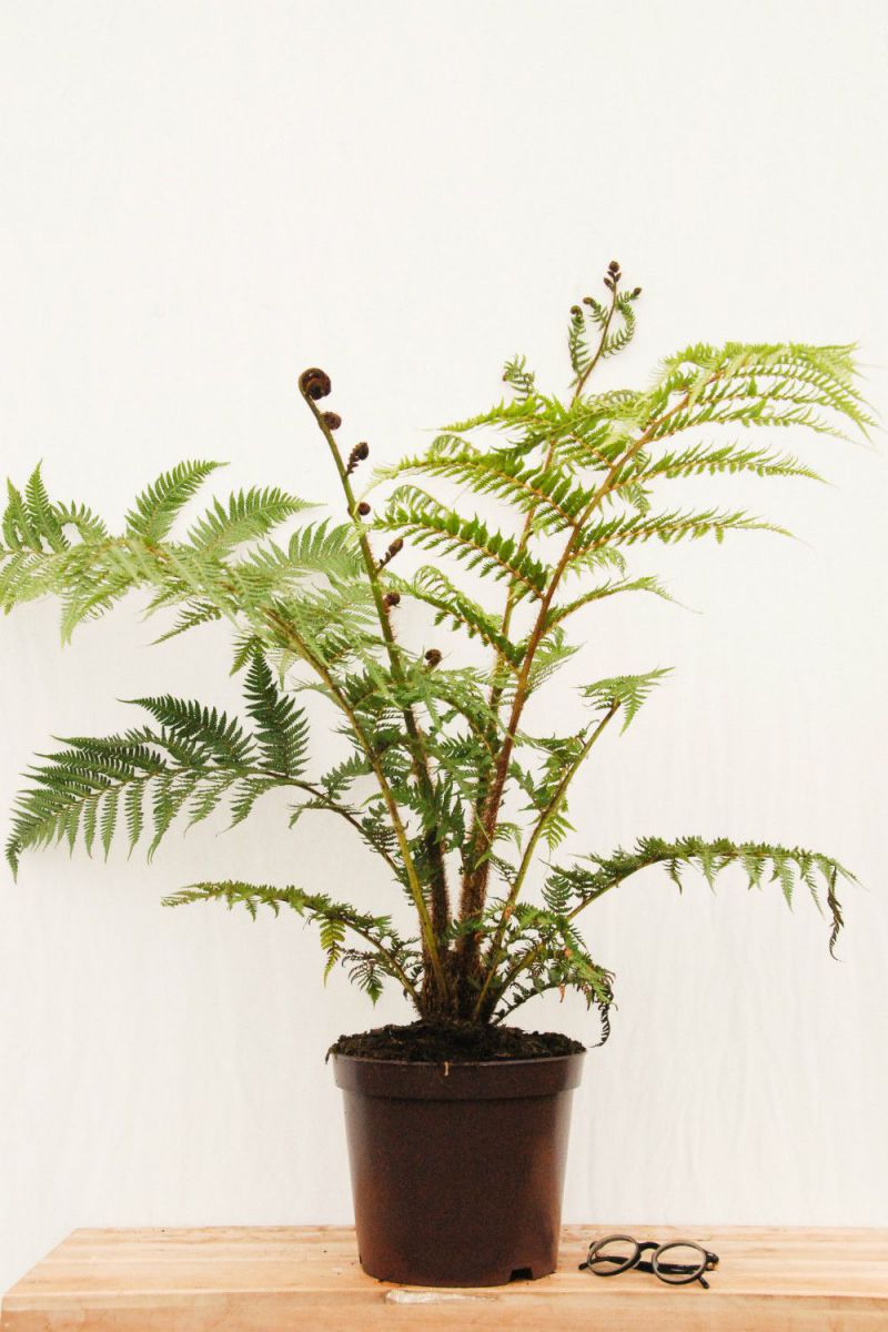CYATHEA-cooperi-pot-de-8-litres