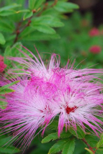 Calliandra-surinamensis-1