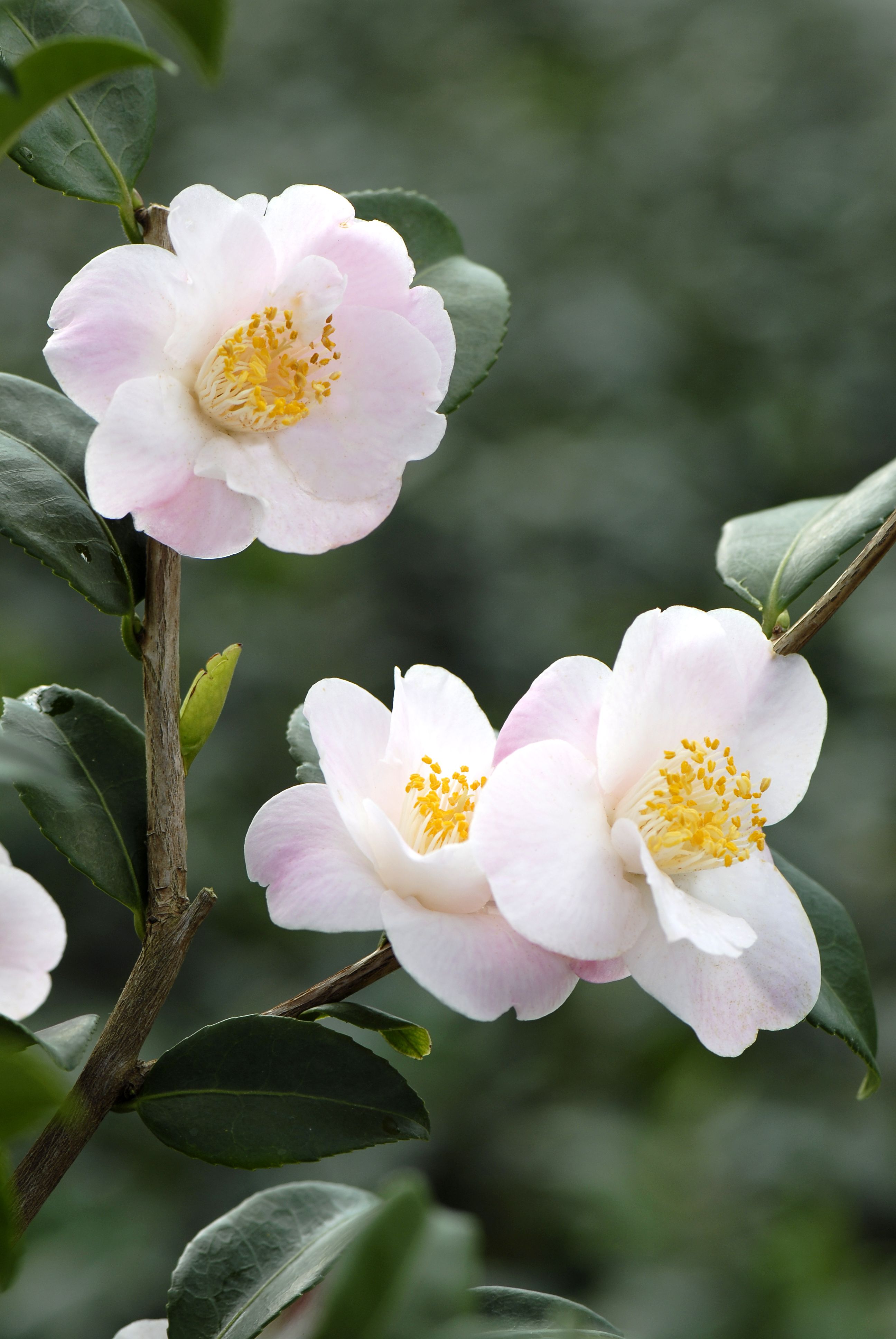 Camélia Spring Mist AD46