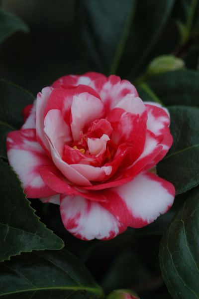 Camélia-Kasuga-Yama