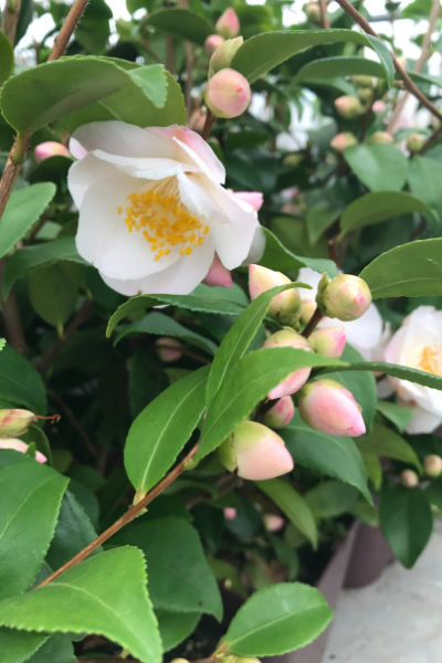 Camélia-Spring-Mist