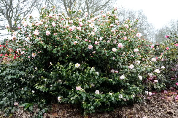 Camélia-en-isolé-1