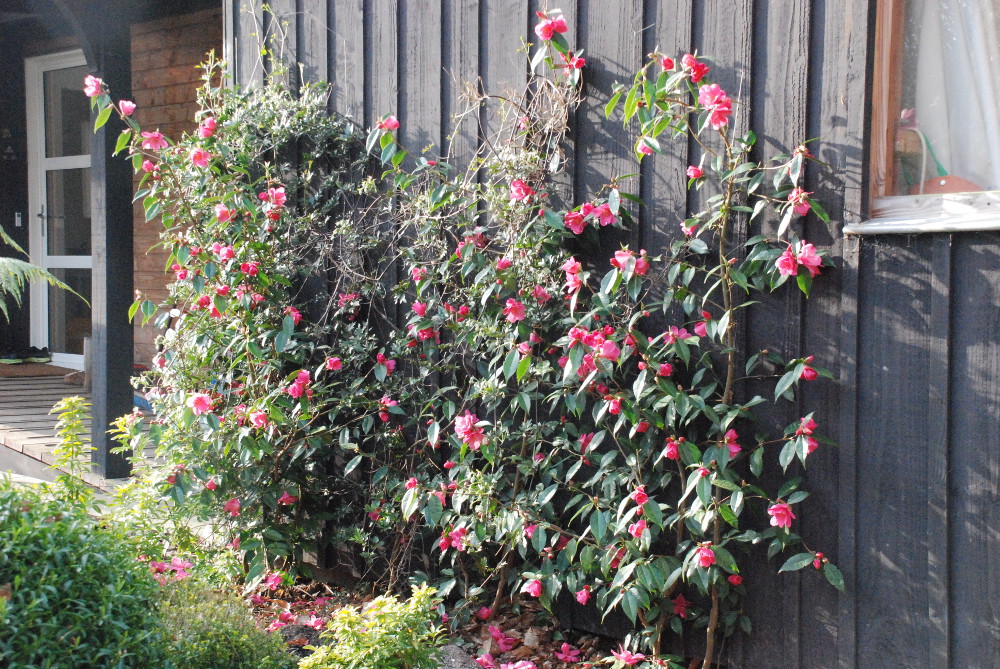 Camelia-à-palisser