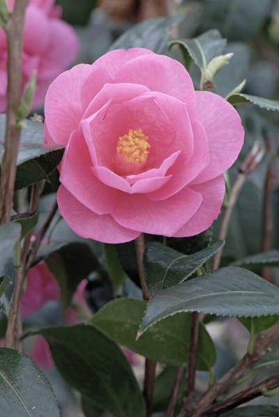 Camelia-Barbara-Clark-AD26