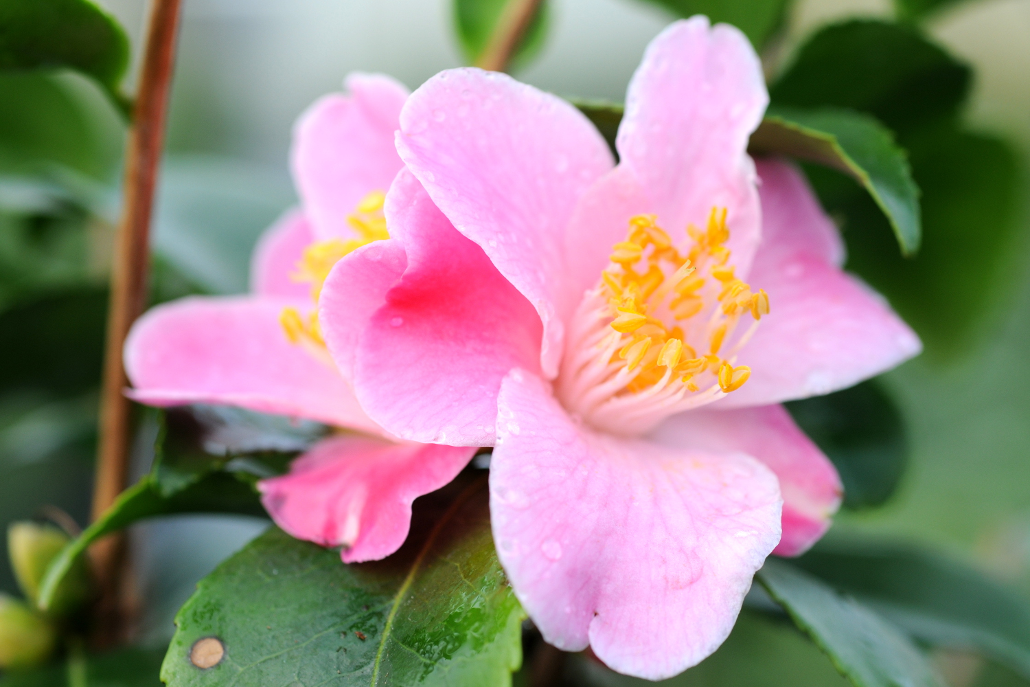 Camelia-Minato-no-akebono-DSC_8250-1
