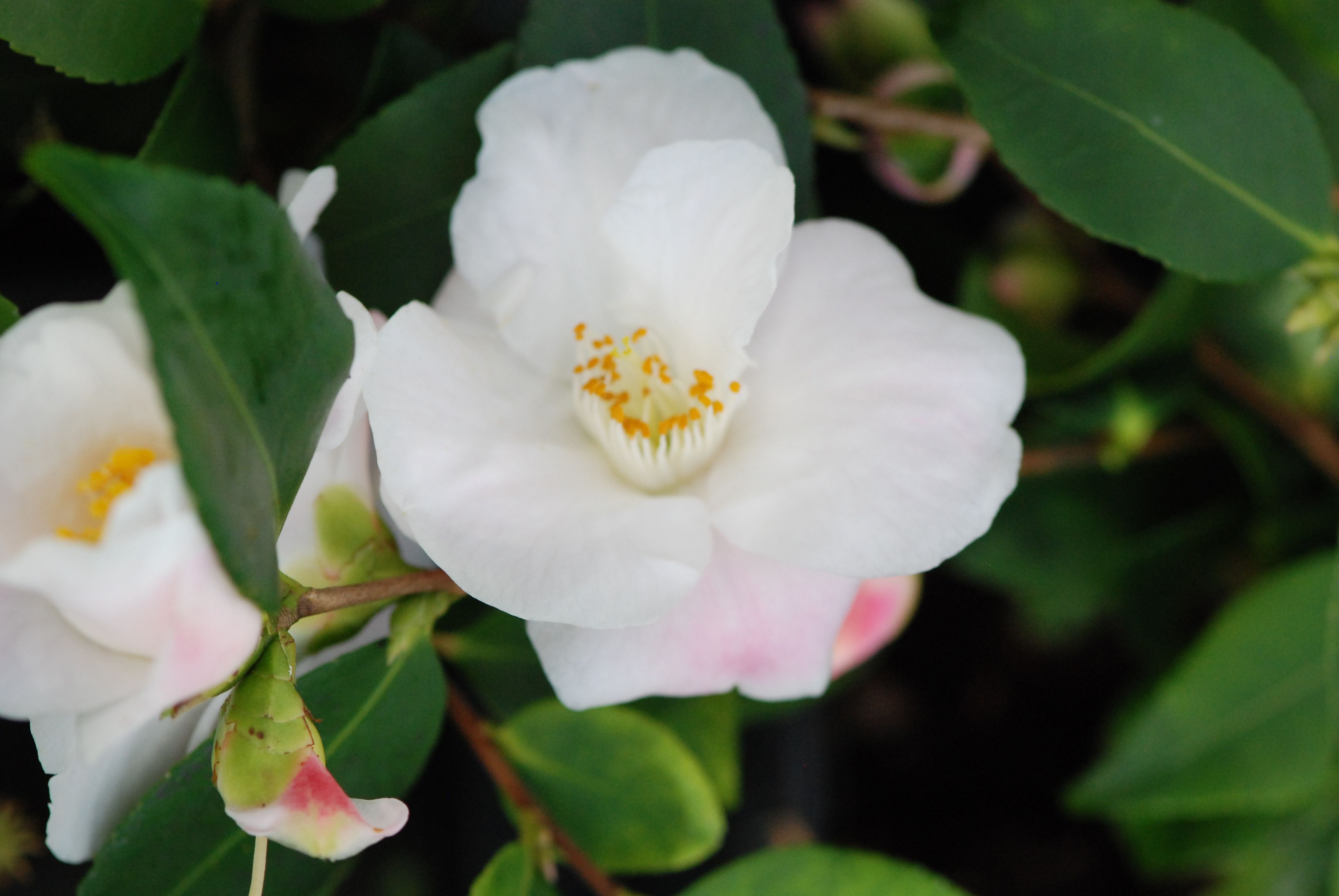 Camelia-Quintessence-IMFG