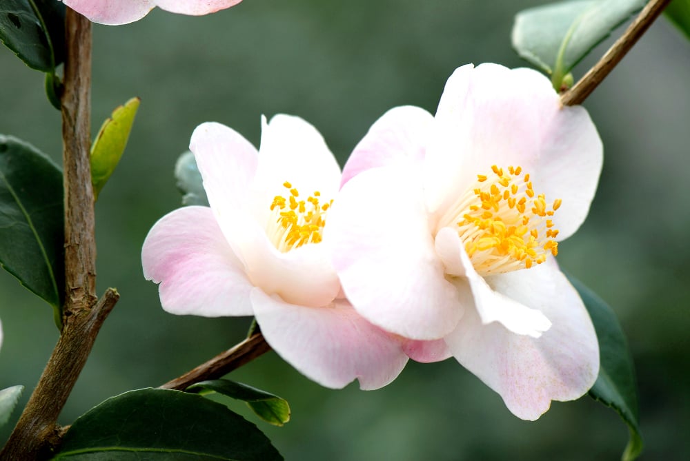 Camelia-Spring-Mist