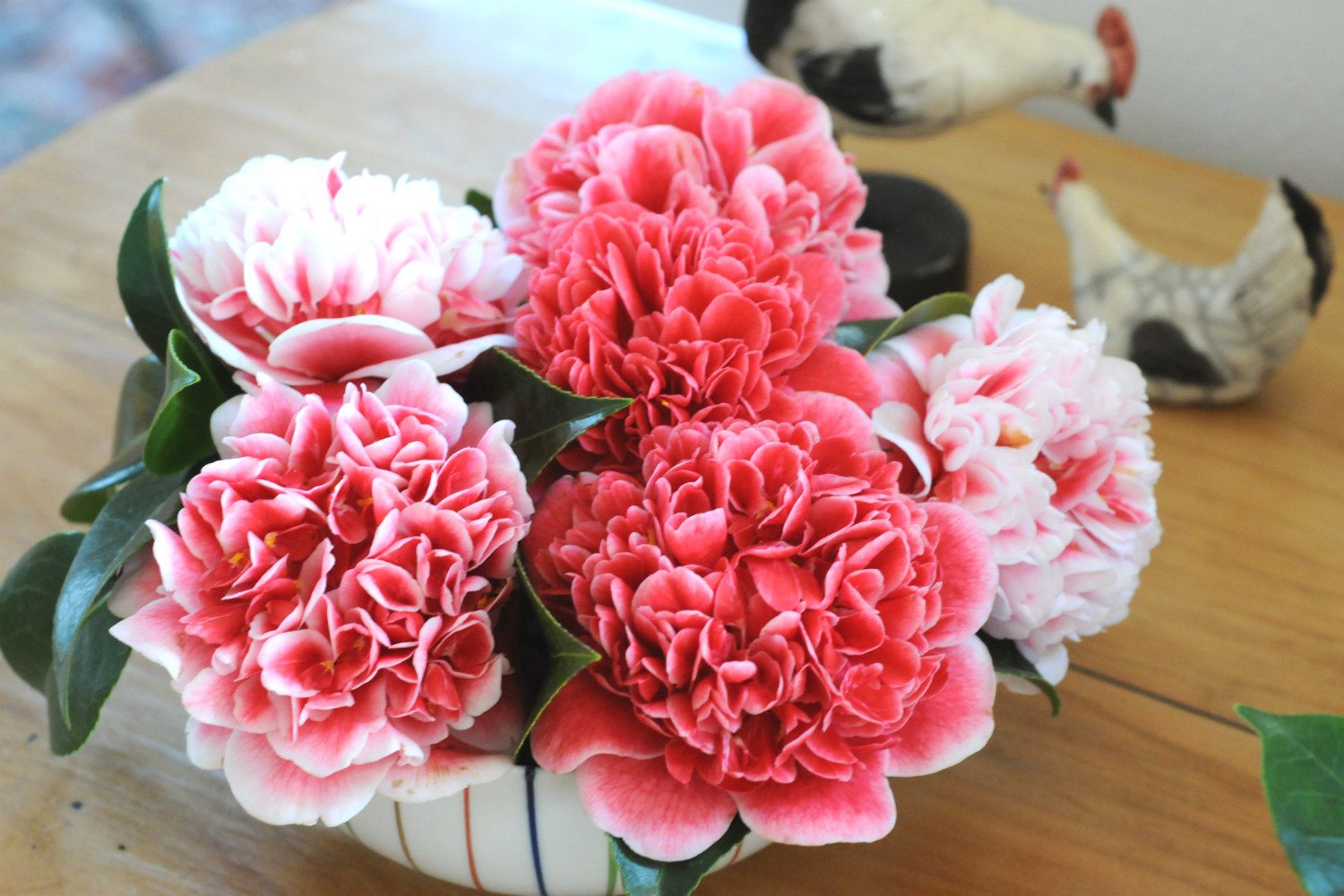 Camelia-Volunteer-DSC_3977