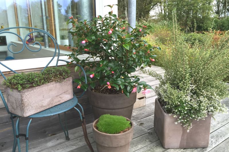 Camelia-en-pot