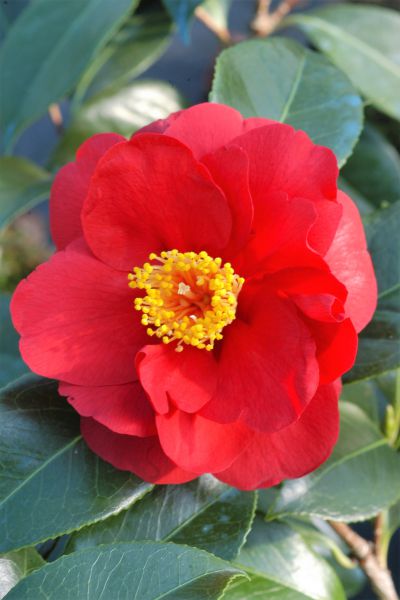 Camelia_Adolphe_Audusson_JY0016-1