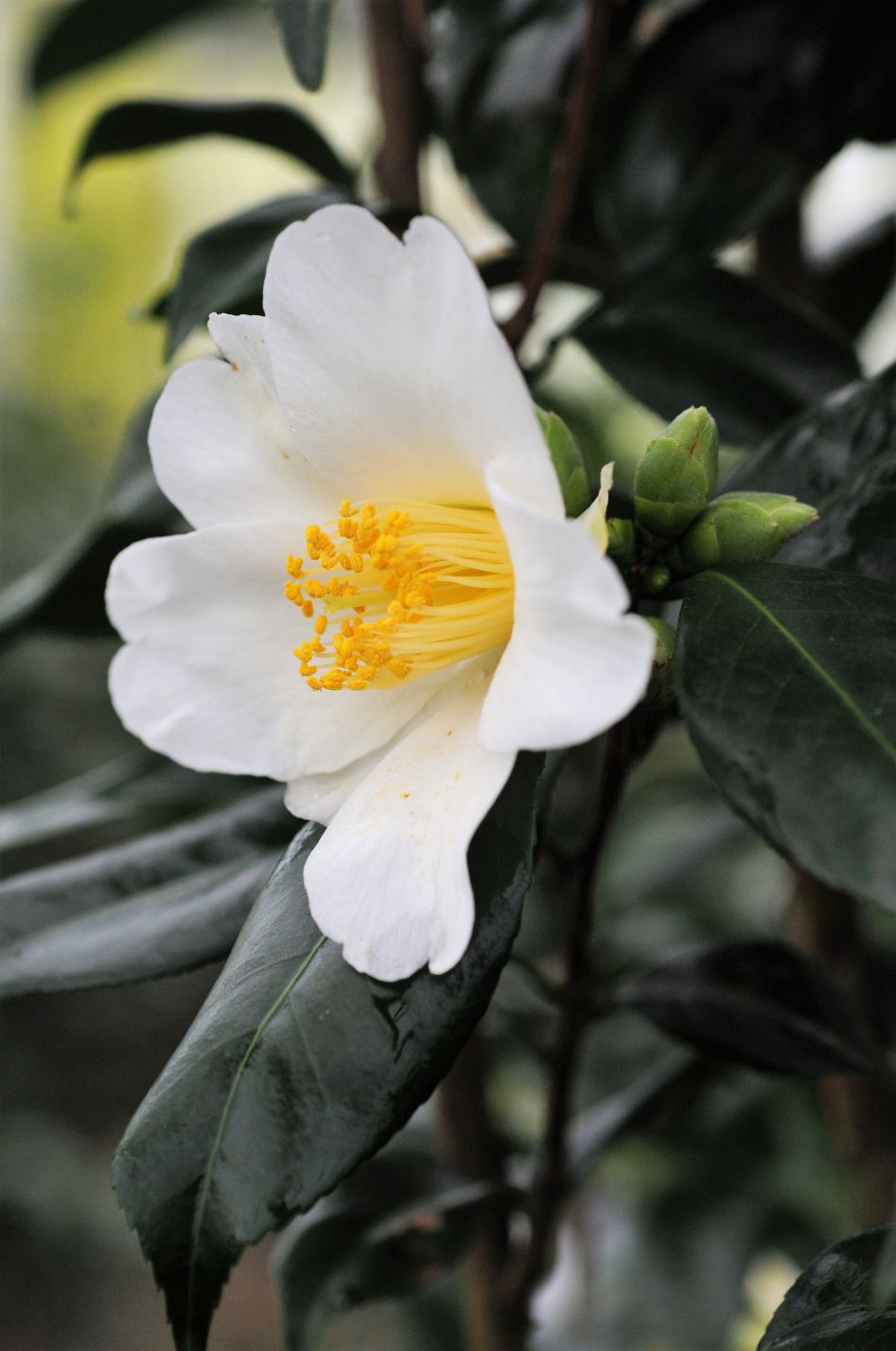 Camelia_Amzer_nevez_DSC_8341