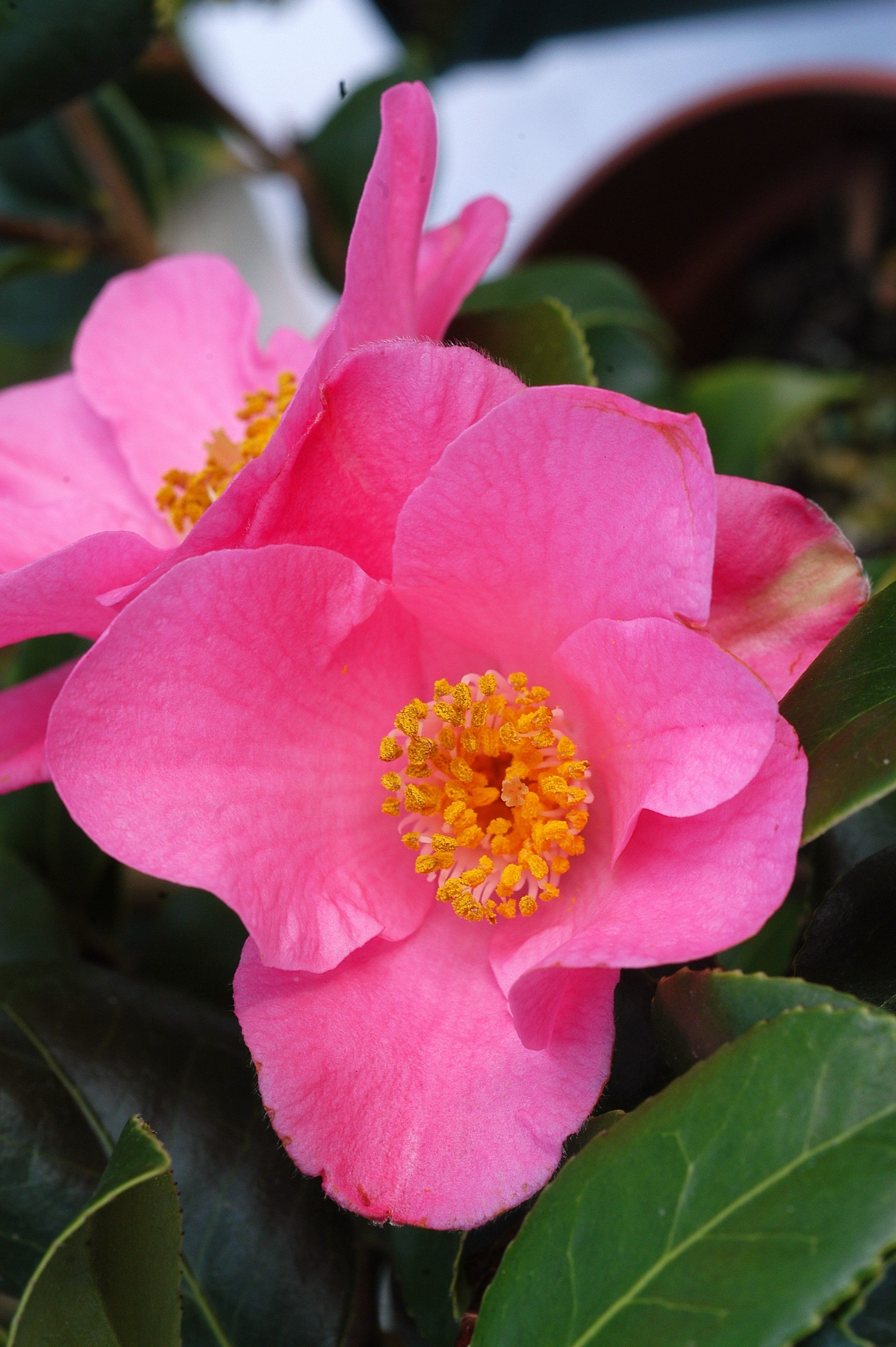 Camelia_Anne_Marie_Pichon_0132