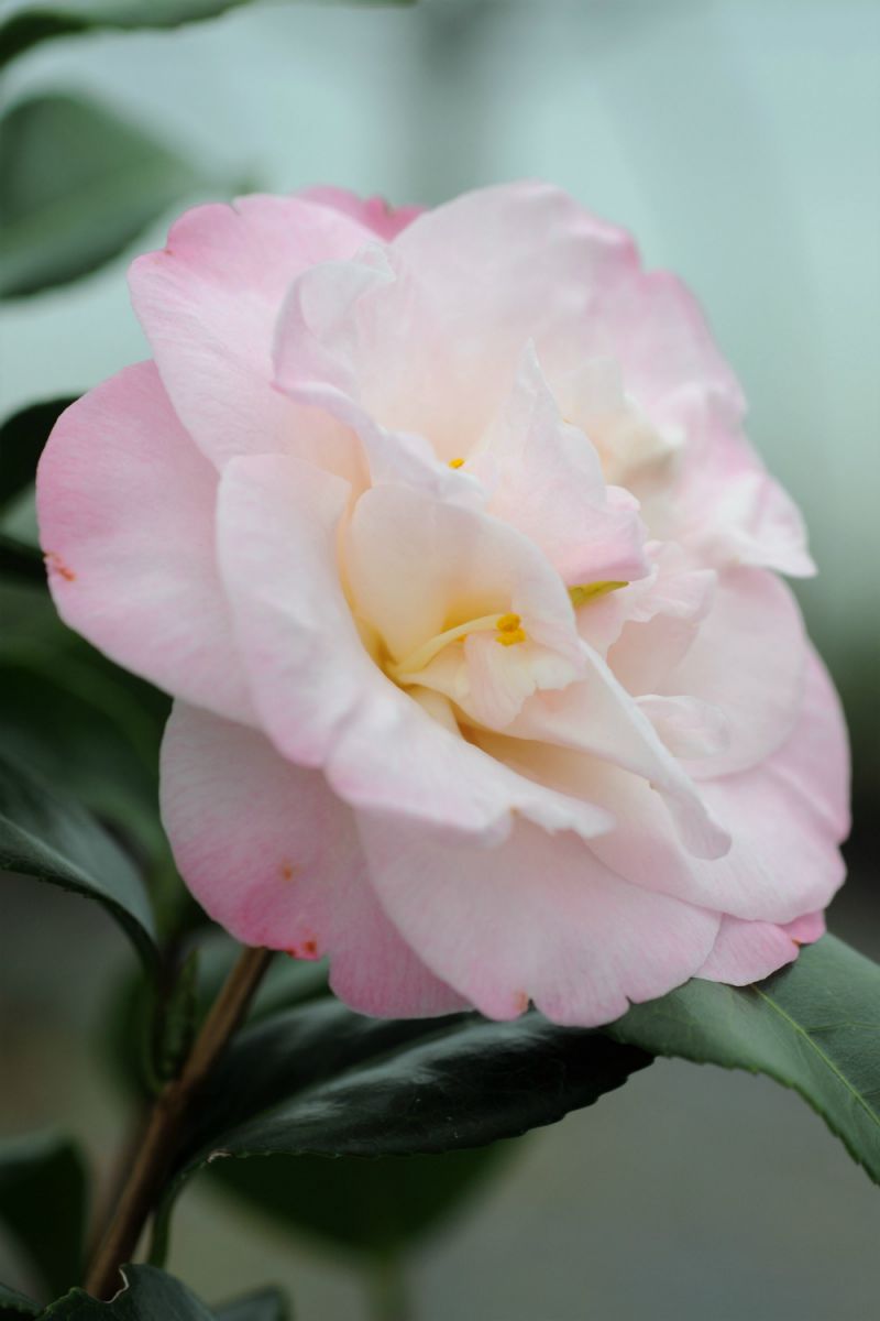 Camelia_Dr_Tinsley_DSC_8372-1