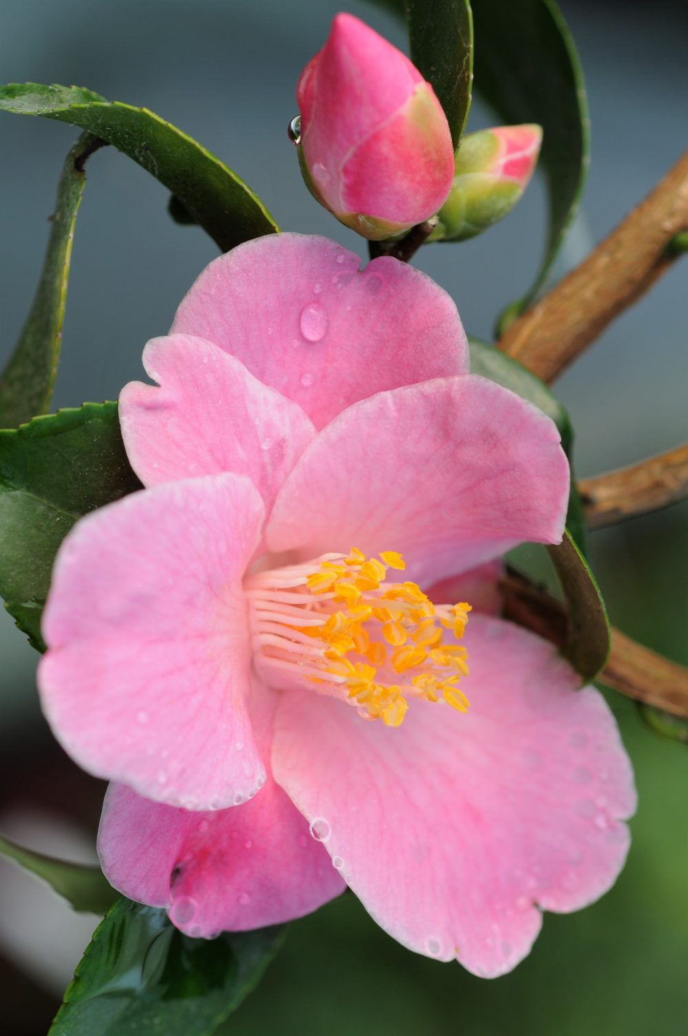 Camelia_Minato_no_akebono_DSC_8245-1-e1547039779719