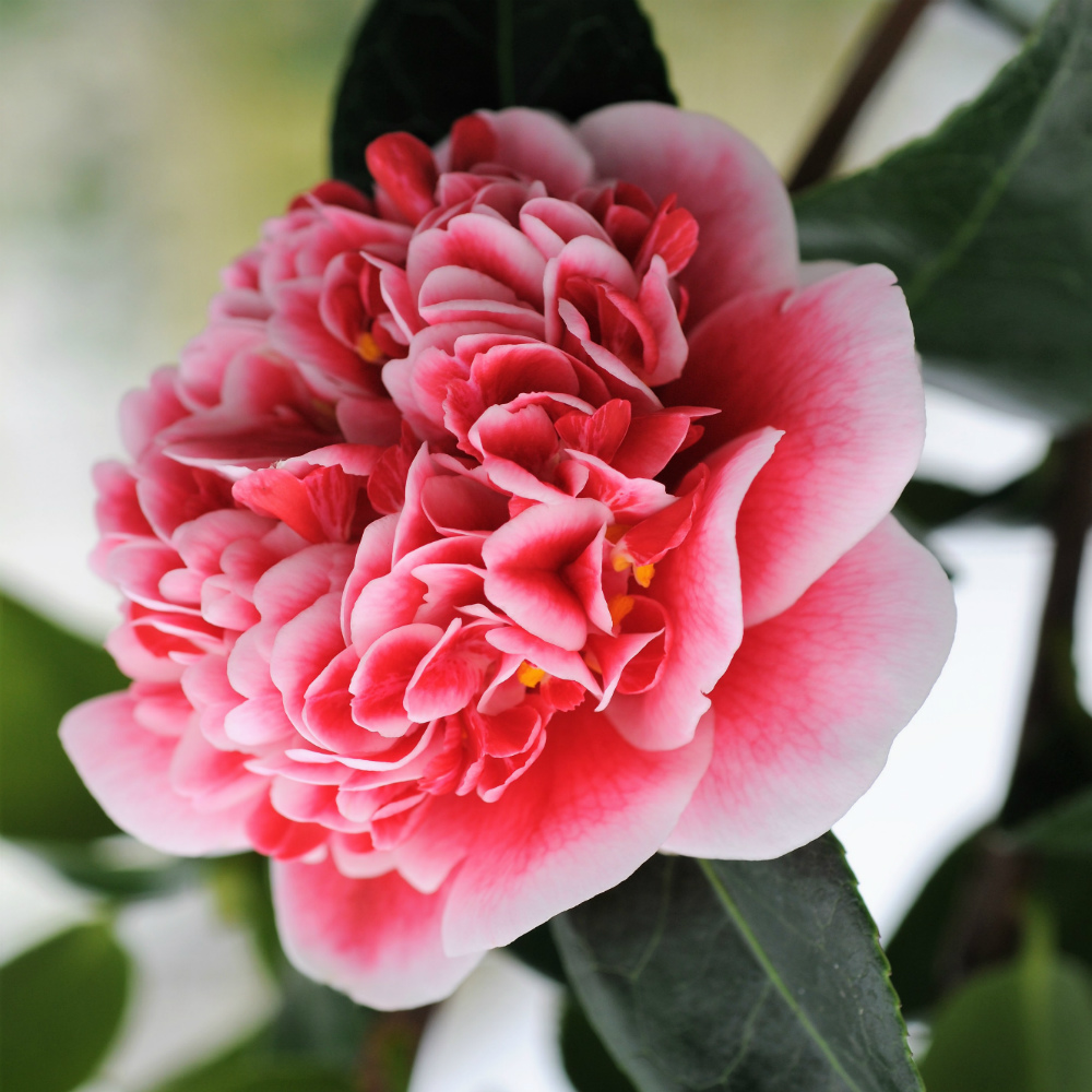 Camelia_Volunteer_DSC_8465-1-1