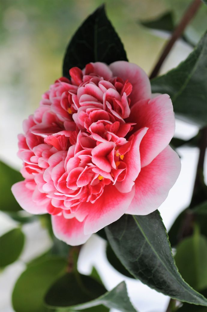 Camelia_Volunteer_DSC_8465-2