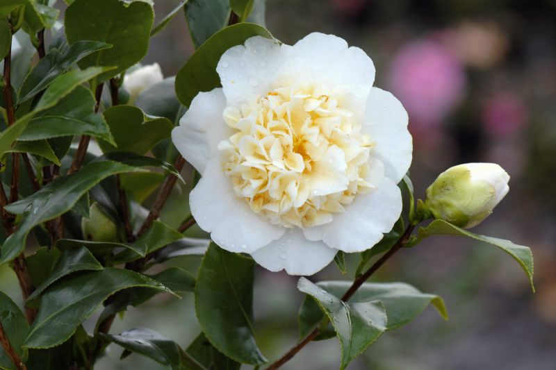 Camellia-Jurys-Yellow-ADS24