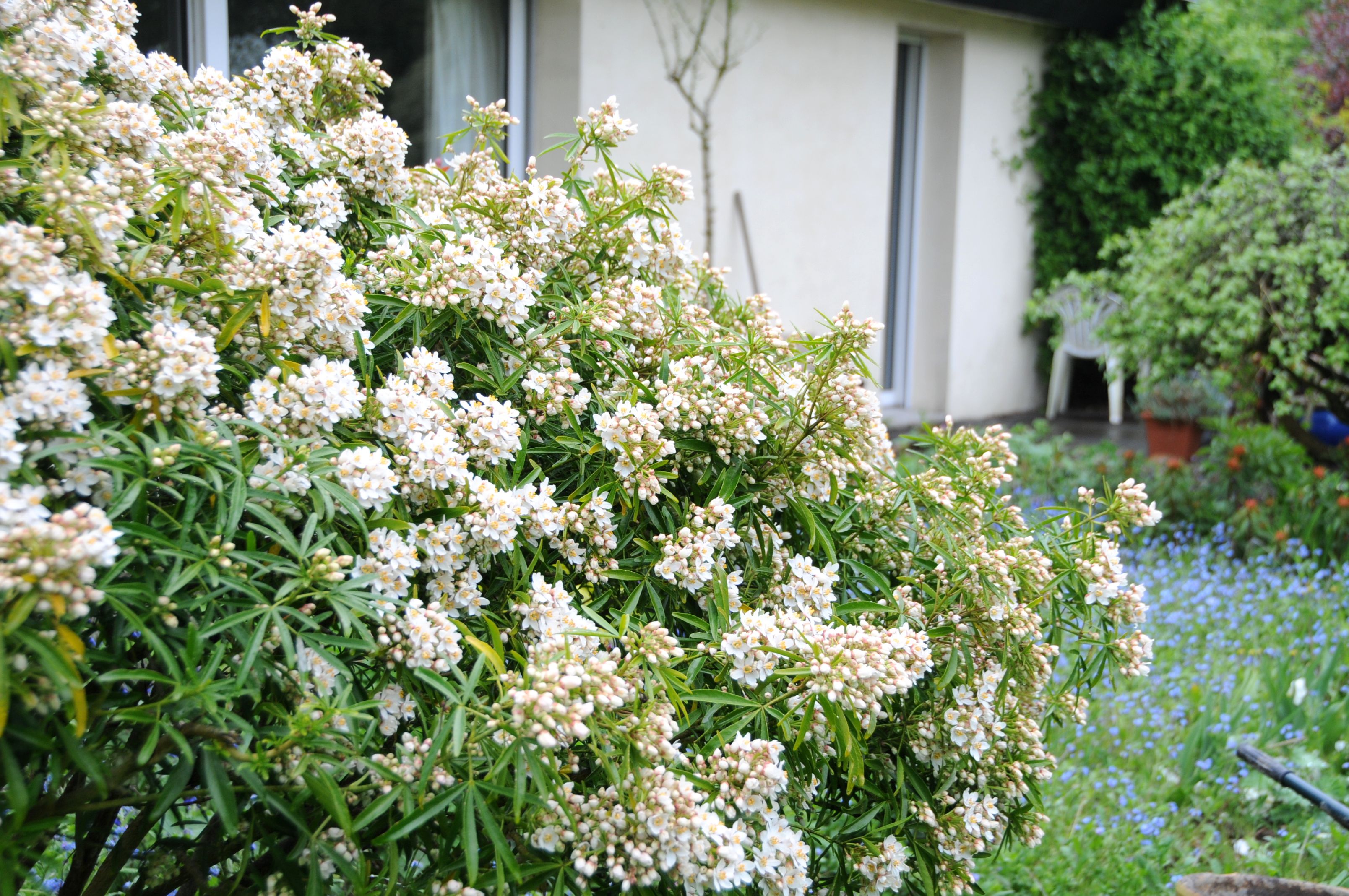 Choisya-Aztec-Pearl_1094