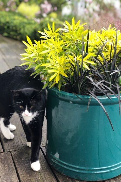 Choisya-Gold-Star-et-Ophiopogon-en-pot-IMFG