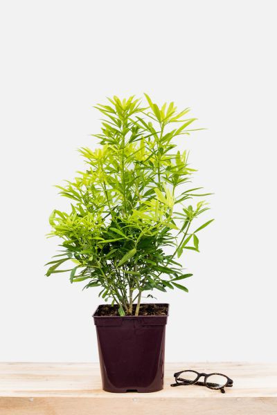 Choisya_Aztec_Gold_pot_de_3_litres