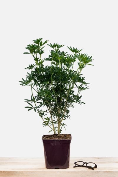 Les Choisyas – Orangers du Mexique 14 - Roué Pépinières Choisya_Snow_Flurries_pot_de_3_litres-2