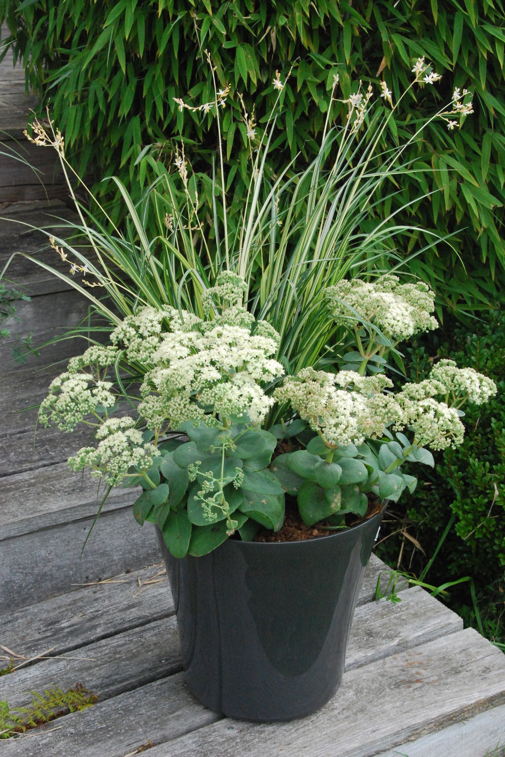 Composition-Anthericum-et-Sedum-rosetta-DSC_2037-Mar-13-2024-10-40-41-1564-AM