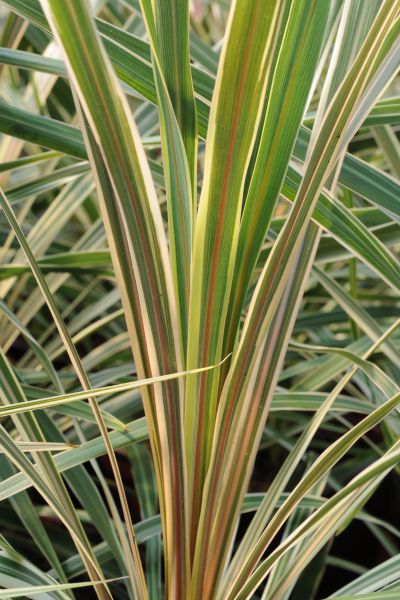 Cordyline_Torbay_Dazzler_DSC_0922-1