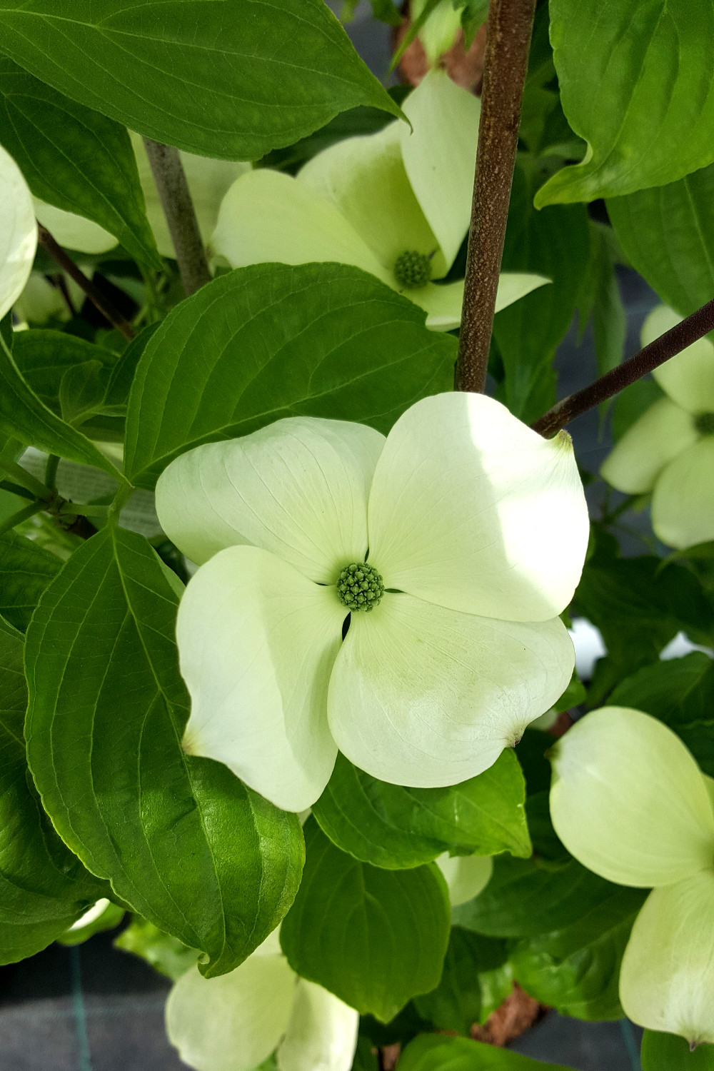 Cornus-Galaxy-1