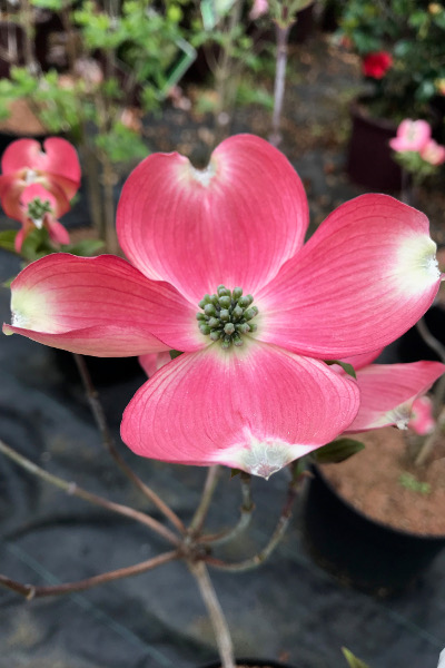 Cornus-florida-Sweetwater