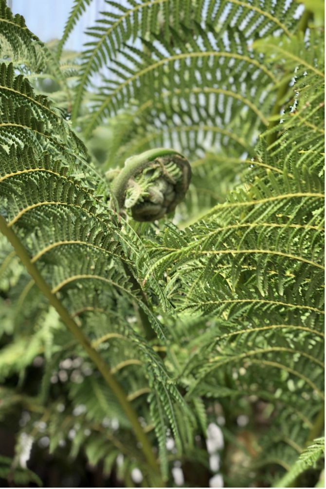 DICKSONIA-Antartica-IMG_E2970