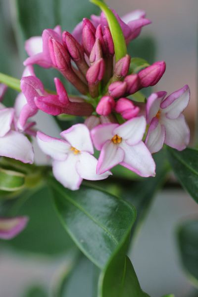 Daphne-aureomarginata