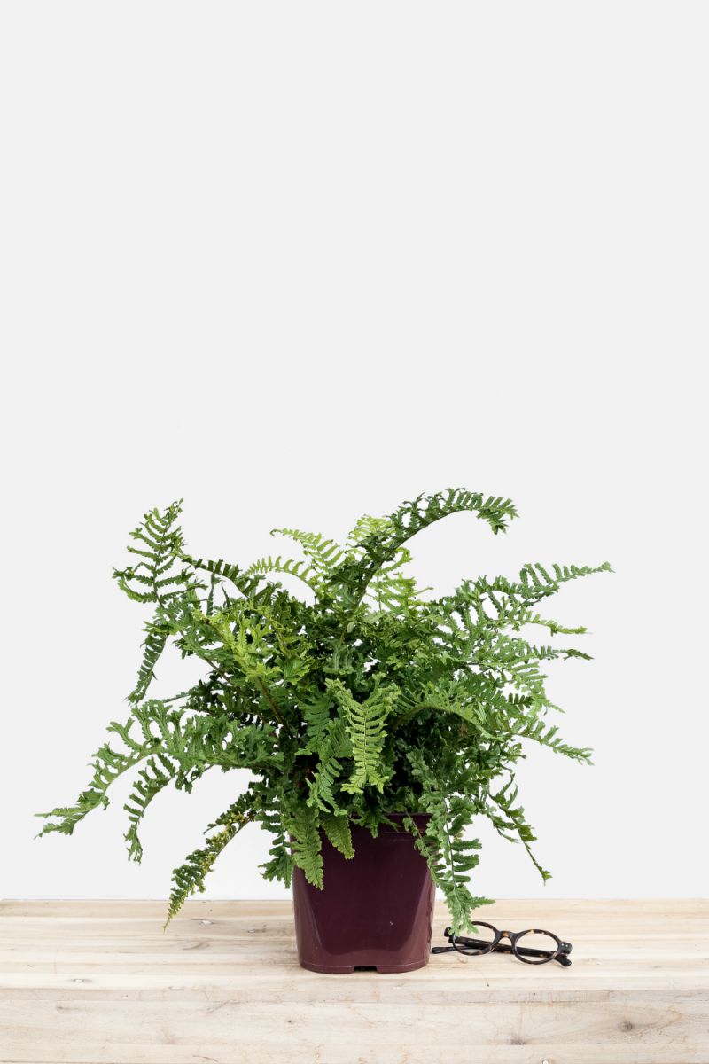 Dryopteris_Cristata_the_king_pot_de_3_litres