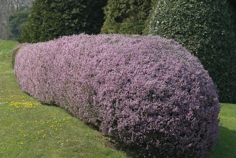 ERICA-Mediterranea-DSC_0002