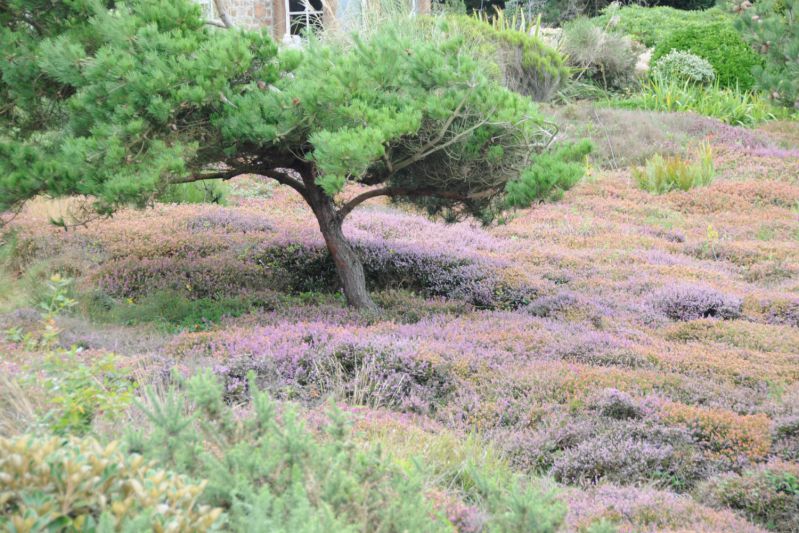 ERICA-en-jardin-3