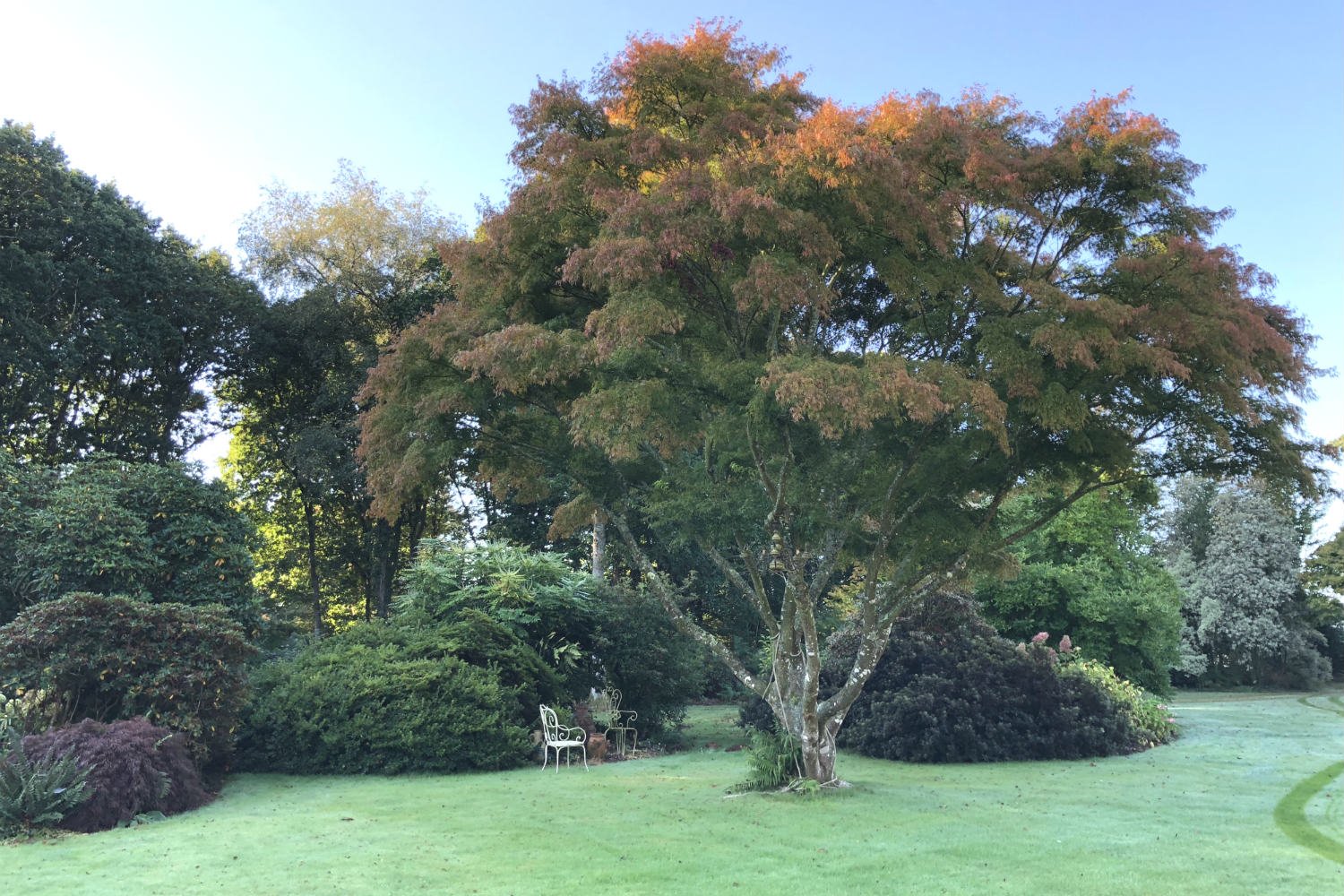 Portrait de Marie Té et Jean-Yves Roué, voyage au cœur des plantes… 12 - Roué Pépinières Erable-Seiryu-IMG_0484-1