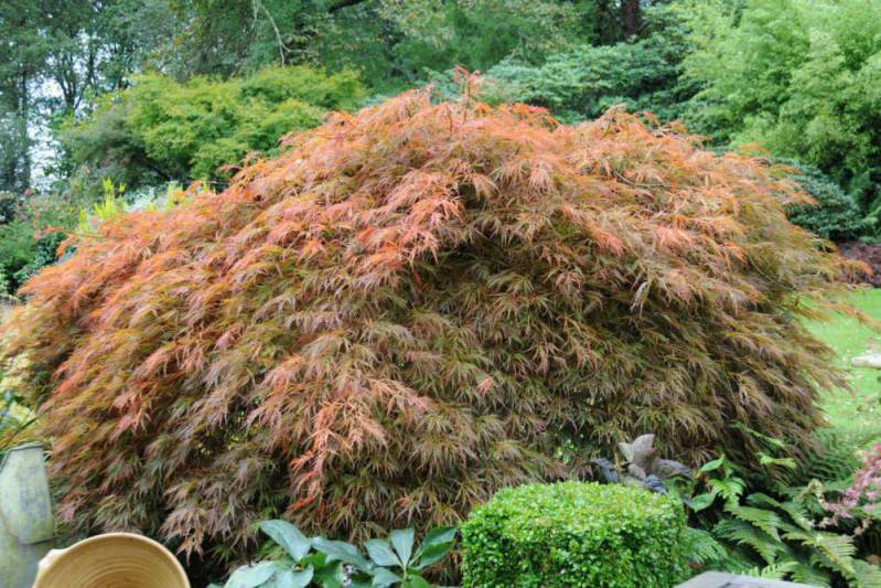 Tout sur l’Érable du Japon : Où ? Quand ? Comment le planter ? 3 - Roué Pépinières Erable-en-jardin-DSC_2770
