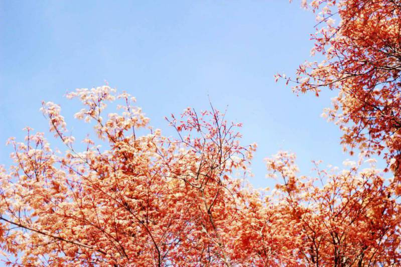 Tout sur l’Érable du Japon : Où ? Quand ? Comment le planter ? 2 - Roué Pépinières Erable-feuillage-pourpre-44