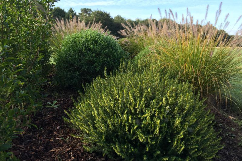 Eriac-et-pennisetum-IMG_1146