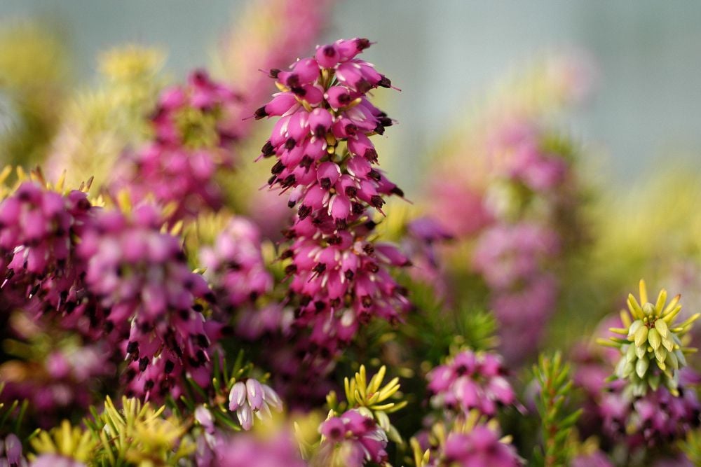 Erica-Eva-gold-bruyère-couvre-sol