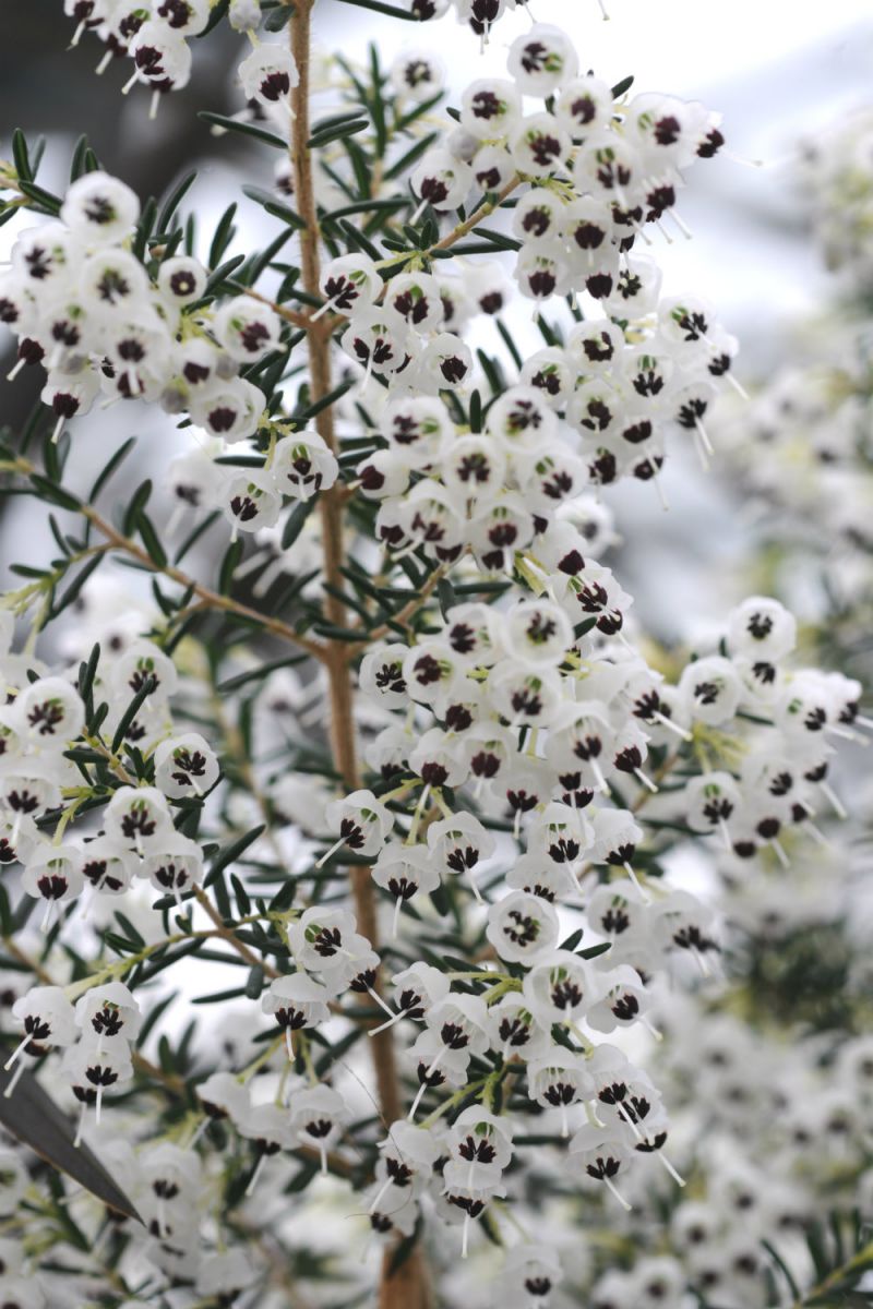 Erica-canaliculata_3456