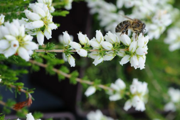Erica-cinerea-Alba-Major-DSC_8921-1 (1)