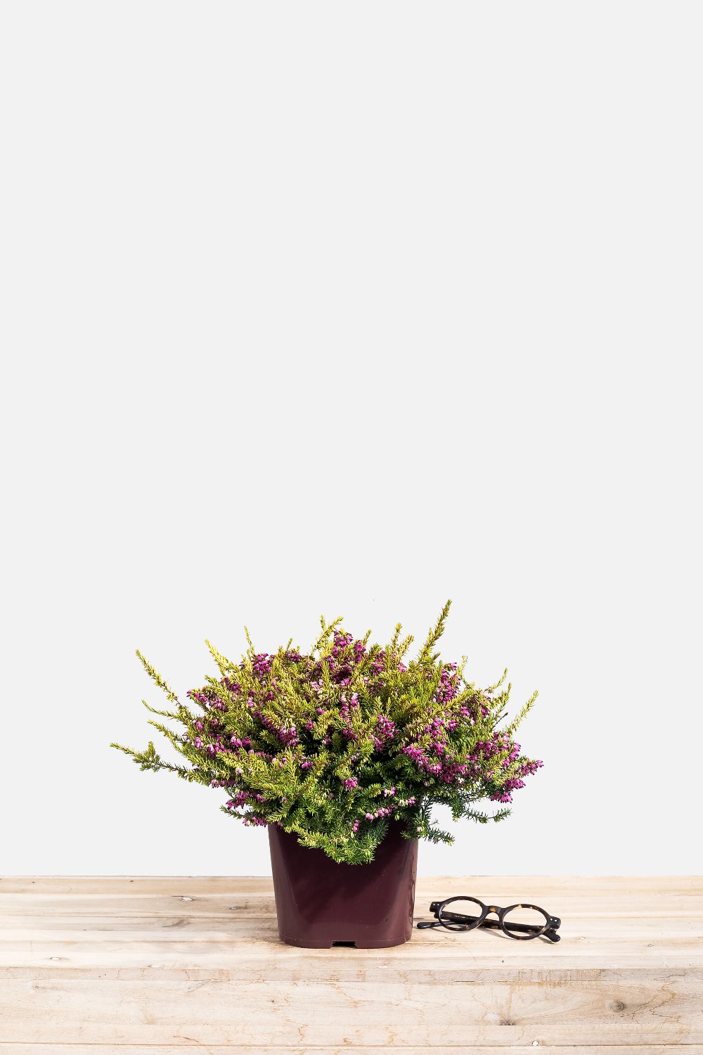 Erica_Eva_Gold_pot_de_3_litres