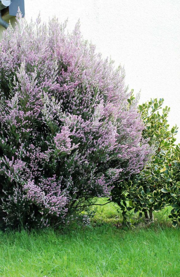 Erica_Mediterranea_0001