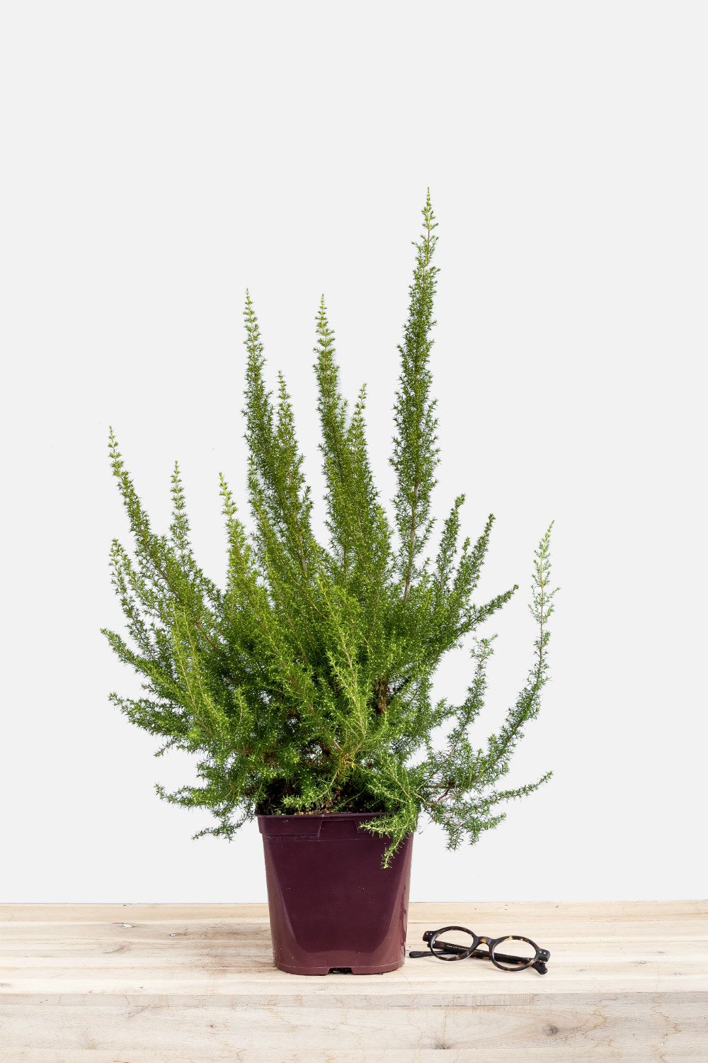 Erica_Pink_Joy_pot_de_3_litres