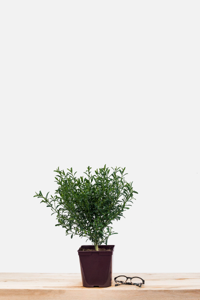 Eriostemon_mioporoides_pot_de_3_litres