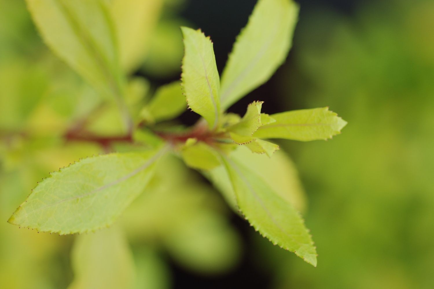 Escallonia-Golden-Carpet-IMFG