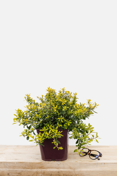 Escallonia-golden-carpet-pot-de-3-litres-imfg-mars-18-234