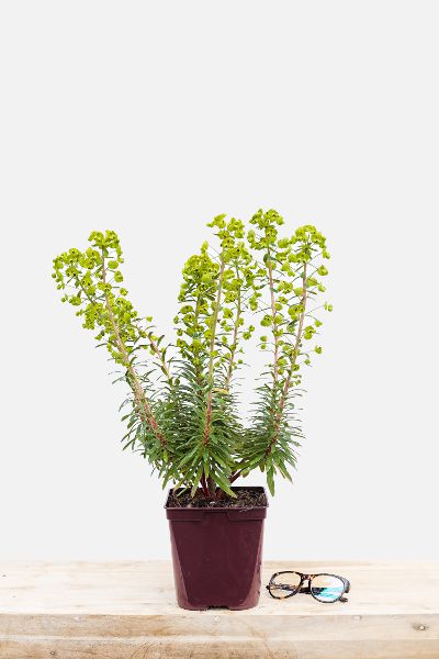 Euphorbe-martinii-pot-de-3-litres-imfg-mars-18-147